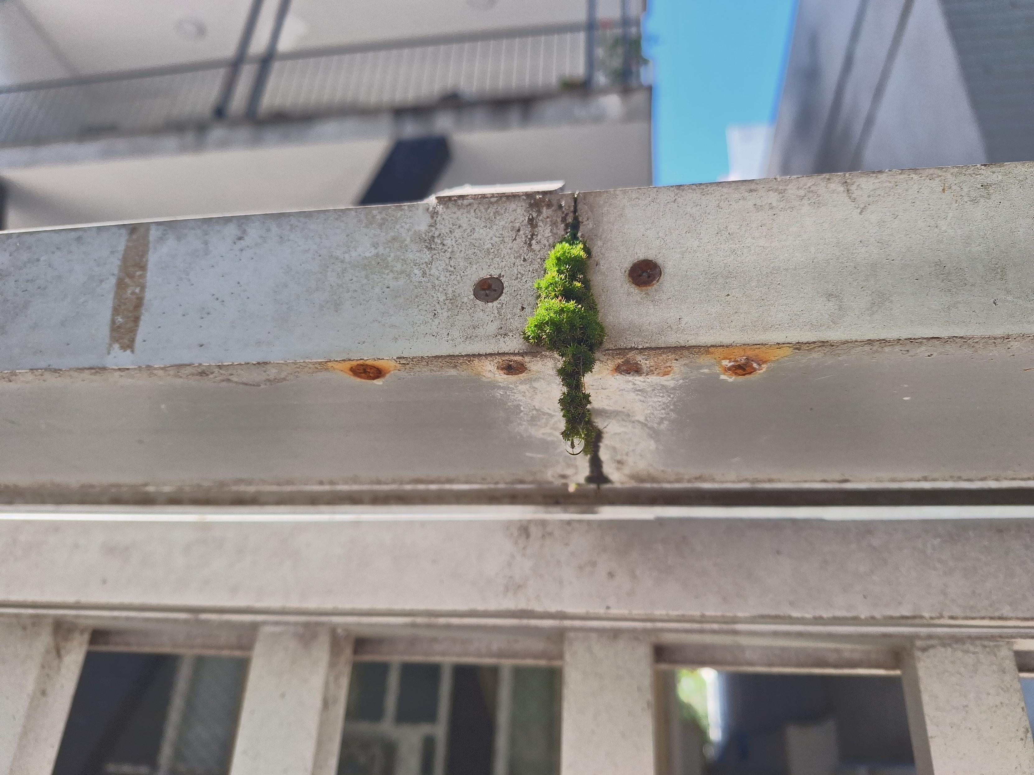 Musgo crescendo pela junção se dois trechos de uma calha ou trilho de portão.